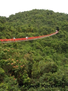 Вантовый мост в джунглях